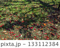 桜の落ち葉_02 133112384