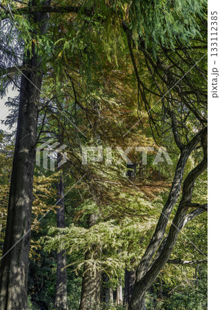 メタセコイアとラクウショウ_01 133112385