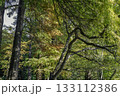 メタセコイアとラクウショウ_02 133112386