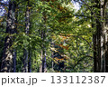 メタセコイアとラクウショウ_03 133112387