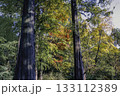 メタセコイアとラクウショウ_05 133112389