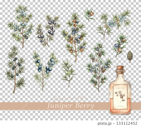 Juniper berry botanical illustration, essential oil and aroma 133112452