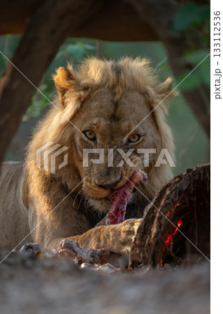 Close-up of lion lying eating facing camera Close-up of lion lying eating facing camera 133112536