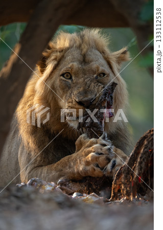 Close-up of lion watching camera while feeding Close-up of lion watching camera while feeding 133112538