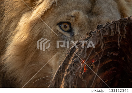 Close-up of male lion hiding behind carcase Close-up of male lion hiding behind carcase 133112542