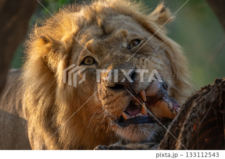Close-up of male lion lying biting carcase Close-up of male lion lying biting carcase 133112543