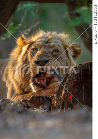 Close-up of male lion lying gnawing kill 133112553