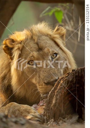 Close-up of male lion lying gnawing zebra Close-up of male lion lying gnawing zebra 133112554
