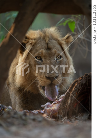 Close-up of male lion lying licking carcase Close-up of male lion lying licking carcase 133112555