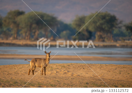 Female common waterbuck stands by shallow river Female common waterbuck stands by shallow river 133112572