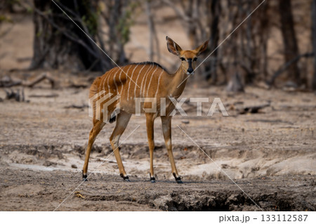 Female nyala stands in clearing near trees 133112587