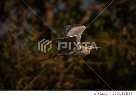 Grey heron flies past foliage in sunshine 133112617