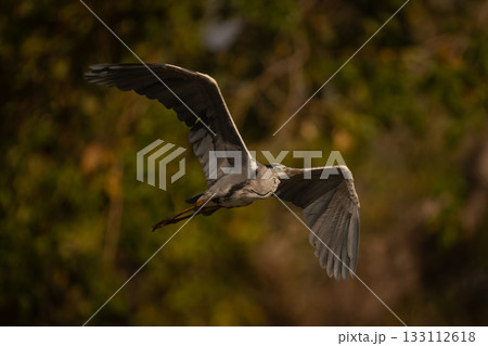 Grey heron flies past forest in sunshine 133112618