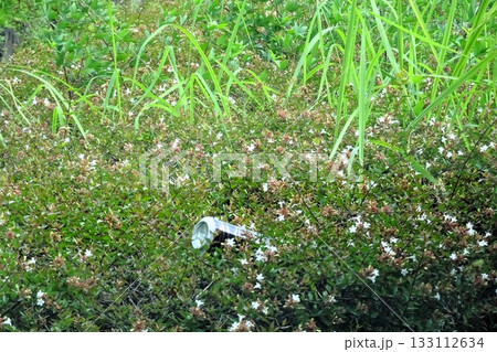 植え込みに捨てられた空き缶 133112634