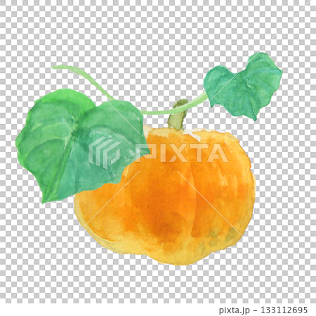 水彩絵の具で描いたリアルなかぼちゃのイラスト 133112695