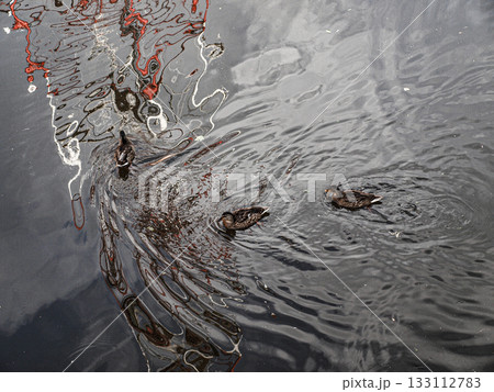 Ducks in a pond with a beautiful wave of ripples 133112783