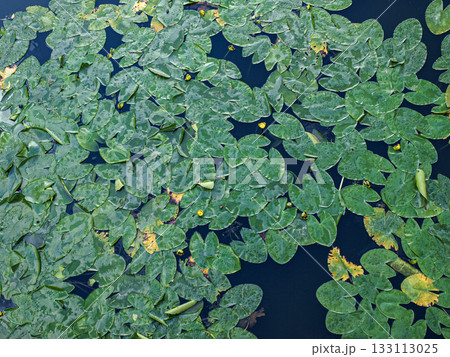 Water lilies in the park. A pond with beautiful water lilies top view Water lilies in the park. A pond with beautiful water lilies top view 133113025