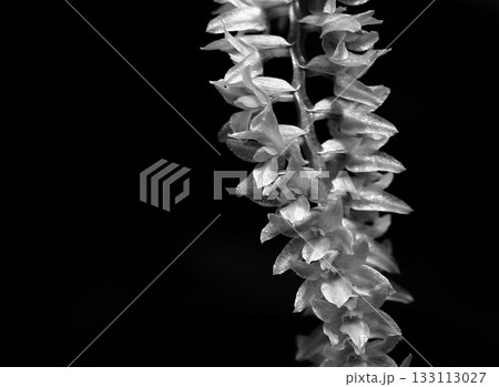 洋蘭デンドロキラム・モノクロ 133113027