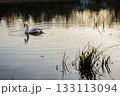 A solitary swan glides gracefully across calm water, surrounded by soft reflections and gentle ripples in warm afternoon light. 133113094