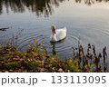 A solitary swan glides gracefully across calm water, surrounded by soft reflections and gentle ripples in warm afternoon light. 133113095