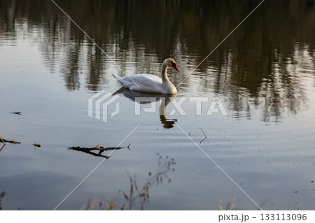 A solitary swan glides gracefully across calm water, surrounded by soft reflections and gentle ripples in warm afternoon light. 133113096