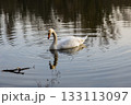 A solitary swan glides gracefully across calm water, surrounded by soft reflections and gentle ripples in warm afternoon light. 133113097