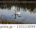 A solitary swan glides gracefully across calm water, surrounded by soft reflections and gentle ripples in warm afternoon light. 133113099