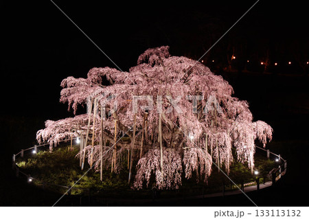 ライトアップされた満開の滝桜 133113132