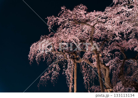 ライトアップされた満開の滝桜 133113134