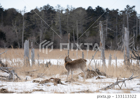 北海道、根室市、春国岱のメスのエゾシカ 133113322