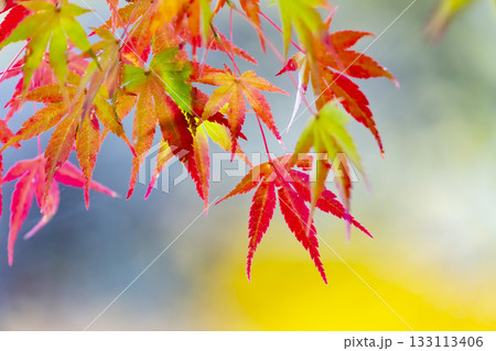 紅葉 133113406