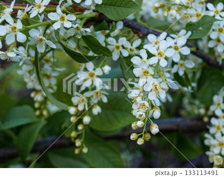 Flowering branches of bird cherry. Spring in the gardens Flowering branches of bird cherry. Spring in the gardens 133113491