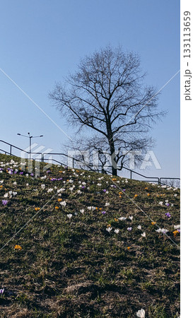 A leafless tree stands on a grassy hill covered with blooming crocuses 133113659