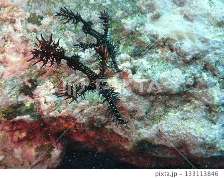 海中の岩場を泳ぐ黒い魚のニシキフウライウオ 133113846