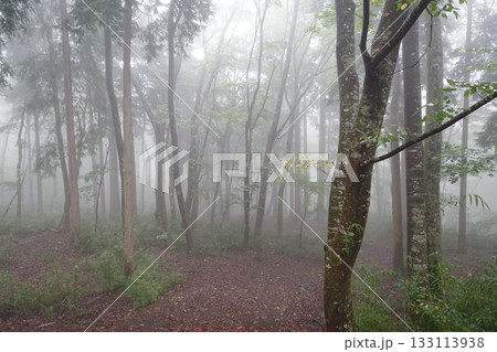 霧に包まれる森 133113938