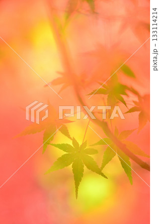 紅葉 紅葉 133114214