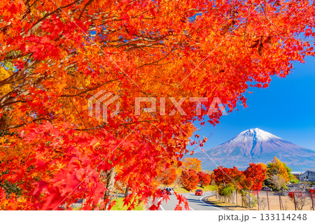 【静岡県】田貫湖・湖畔道路　並木の燃える紅葉 133114248