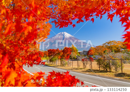 【静岡県】田貫湖・湖畔道路 並木の燃える紅葉 【静岡県】田貫湖・湖畔道路 並木の燃える紅葉 133114250