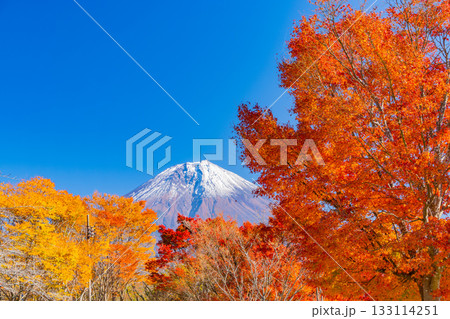 【静岡県】田貫湖・湖畔道路　並木の燃える紅葉 133114251