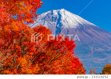 【静岡県】田貫湖・湖畔道路 並木の燃える紅葉 【静岡県】田貫湖・湖畔道路 並木の燃える紅葉 133114252