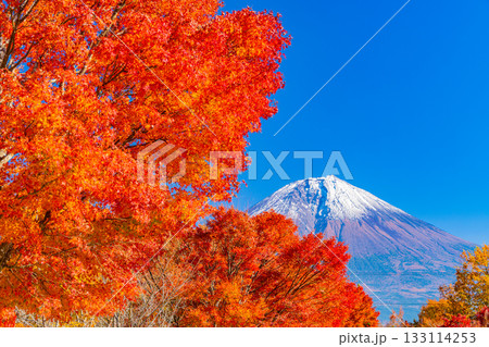 【静岡県】田貫湖・湖畔道路 並木の燃える紅葉 【静岡県】田貫湖・湖畔道路 並木の燃える紅葉 133114253