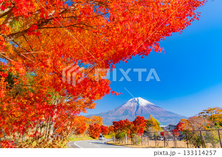 【静岡県】田貫湖・湖畔道路 並木の燃える紅葉 【静岡県】田貫湖・湖畔道路 並木の燃える紅葉 133114257