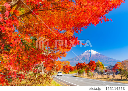 【静岡県】田貫湖・湖畔道路 並木の燃える紅葉 【静岡県】田貫湖・湖畔道路 並木の燃える紅葉 133114258
