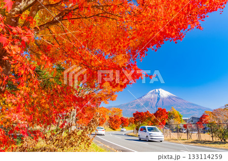 【静岡県】田貫湖・湖畔道路 並木の燃える紅葉 【静岡県】田貫湖・湖畔道路 並木の燃える紅葉 133114259