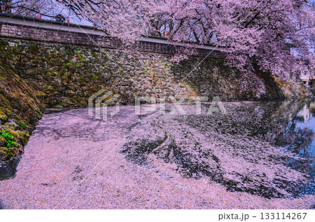 【諏訪高島城】お掘の花筏【諏訪市】 133114267