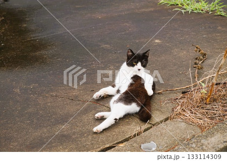 田代島　猫の島　ネコ　大泊港　 133114309