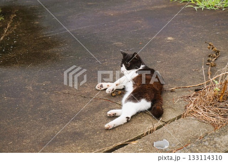 田代島　猫の島　ネコ　大泊港　 133114310