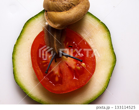 The snail eats its natural healthy proper breakfast. Tomato akhatin zucchini The snail eats its natural healthy proper breakfast. Tomato akhatin zucchini 133114525