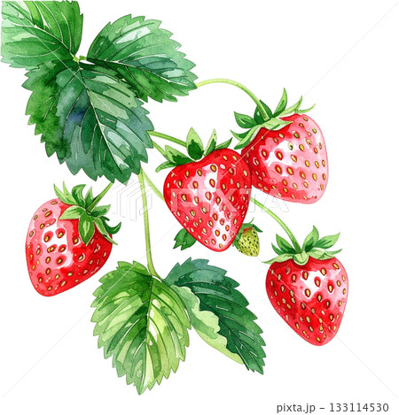 苺の水彩イラスト 133114530