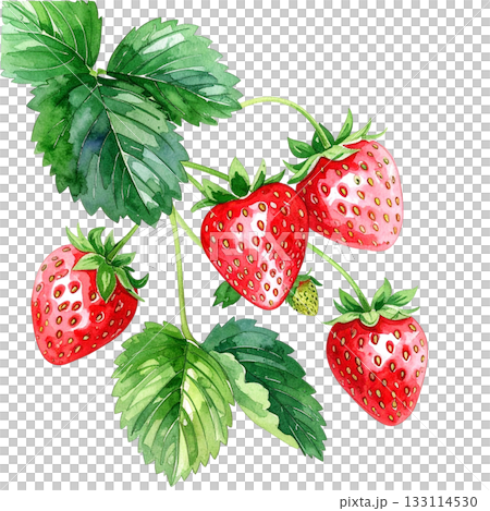 草莓水彩插圖 133114530